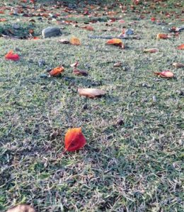 東大寺の芝生と枯れ葉